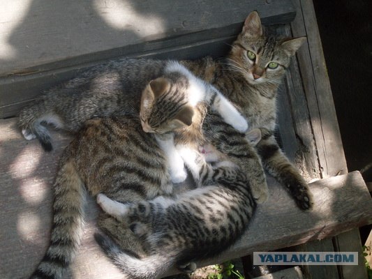 Начало - Третий уровень (Котовторник)