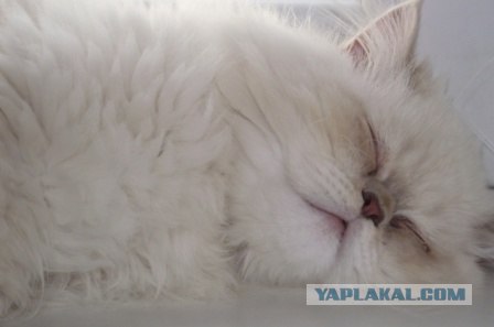 Сонный Котовторник