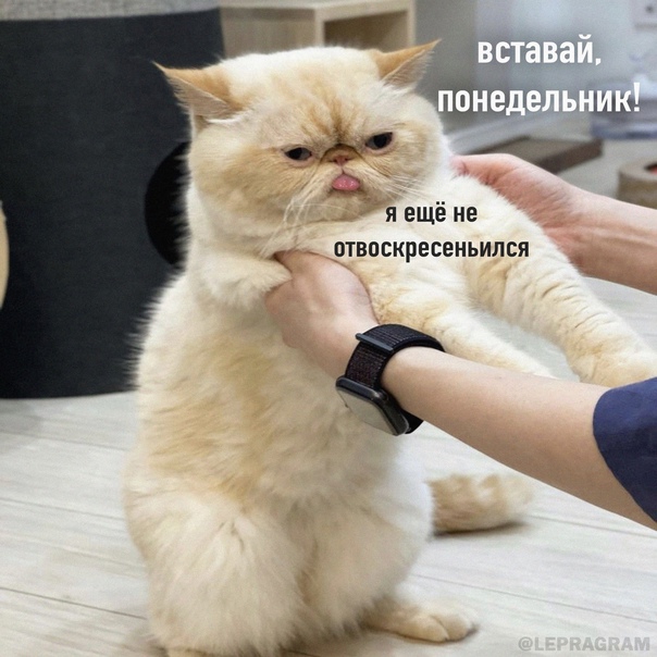 Весёлый полтишок 04.10