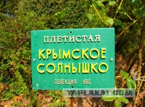 Весна в Ялте (28 фото)
