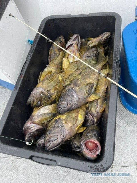 Кунашир. Море. Рыбалка