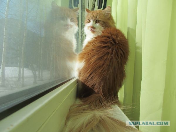 Котовторник 26.03.2013
