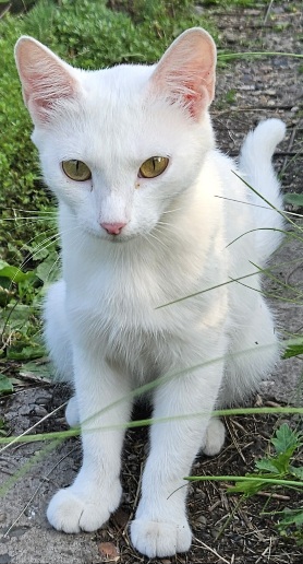 Маленький рыжий Симба