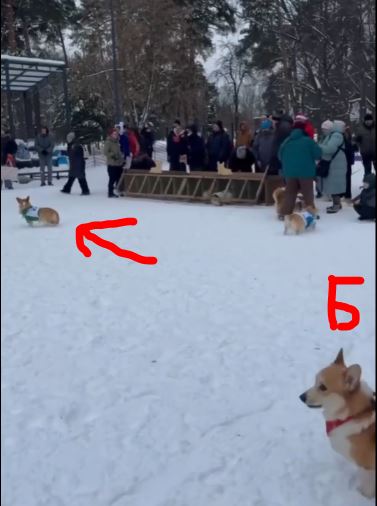 Ничего милее сегодня уже не будет
