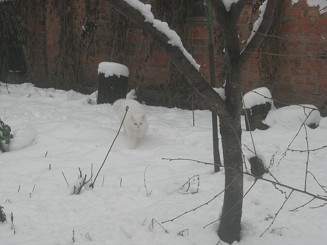 Первый снег. Первая прогулка.