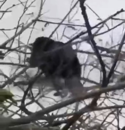 Бобёр повалил дерево прямо на припаркованную машину в районе Чёрной речки в Питере