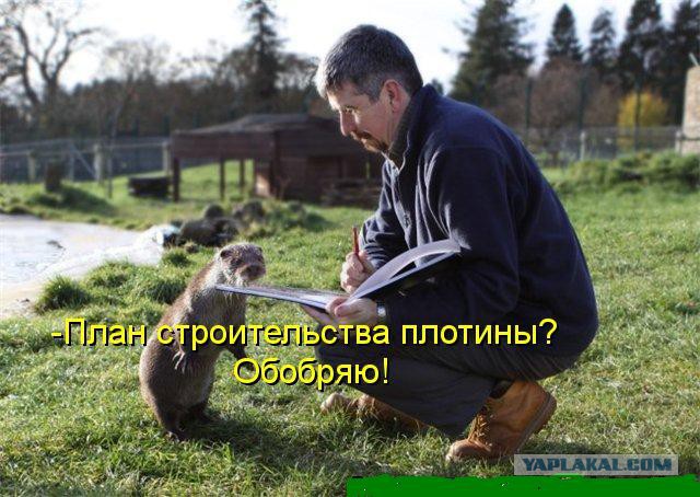 Нет, не повзрослел