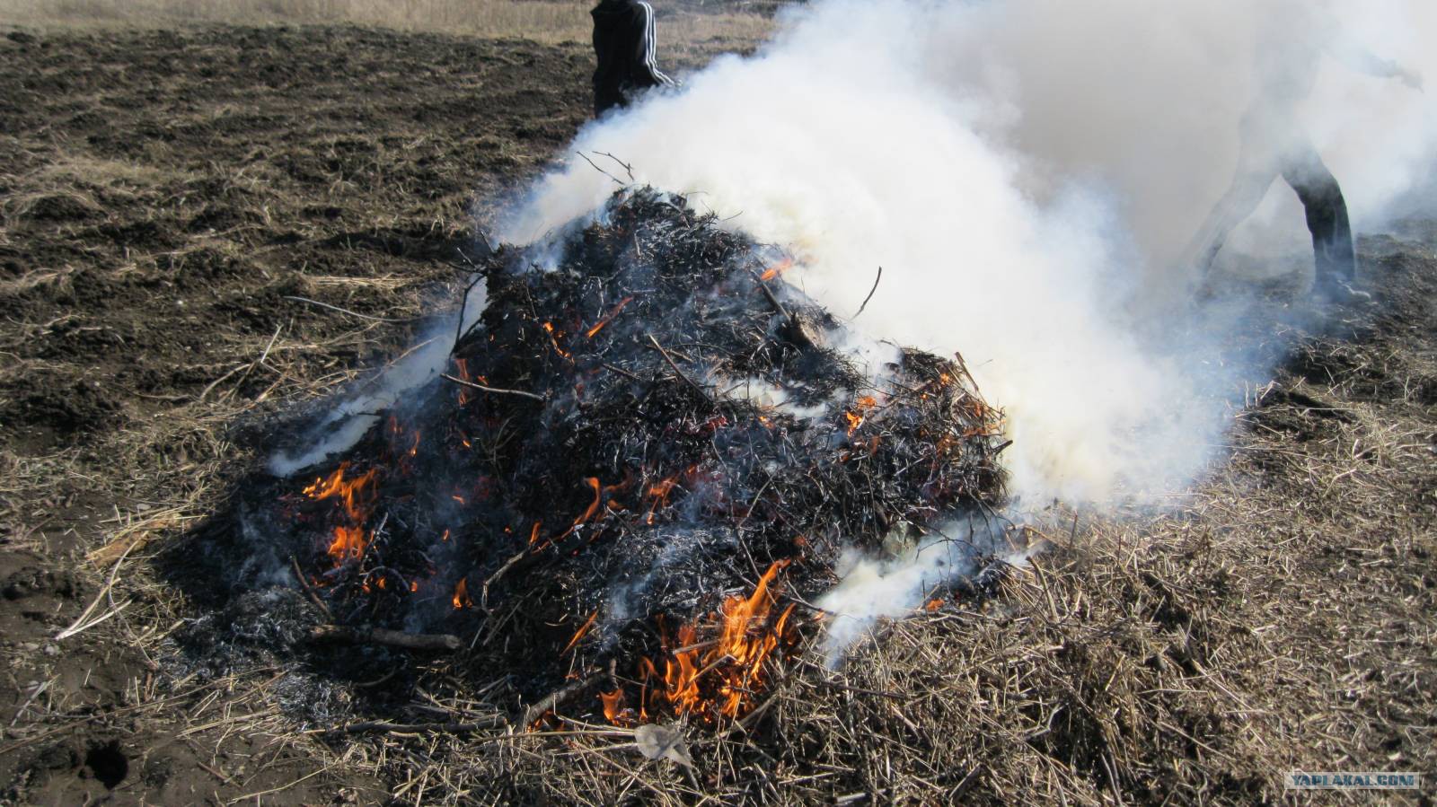 Уничтожение путем сжигания. Сжигание сухой травы на участке. Сжечь траву на участке.