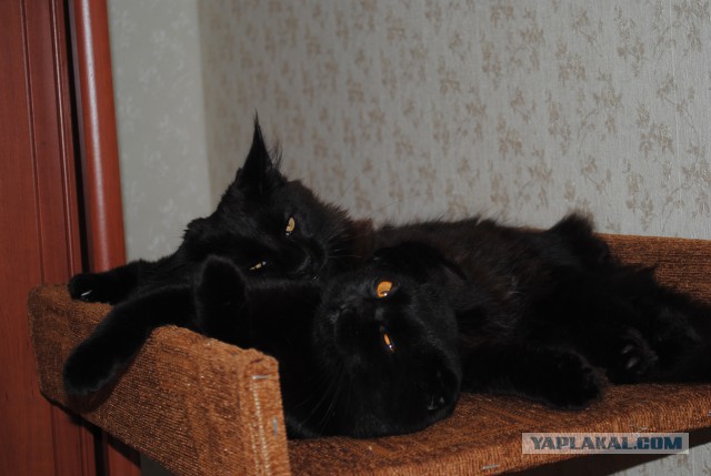 Игорь Растеряев. Кошка Муся
