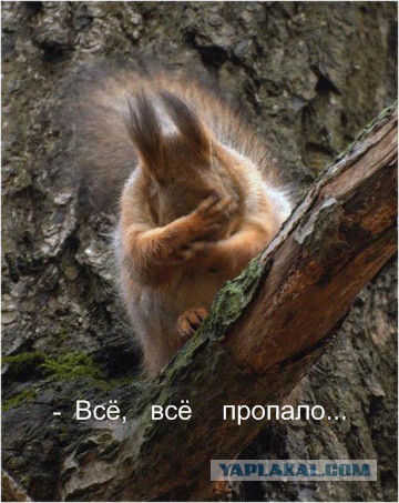 Склад беличьих запасов в двигателе автомобиля