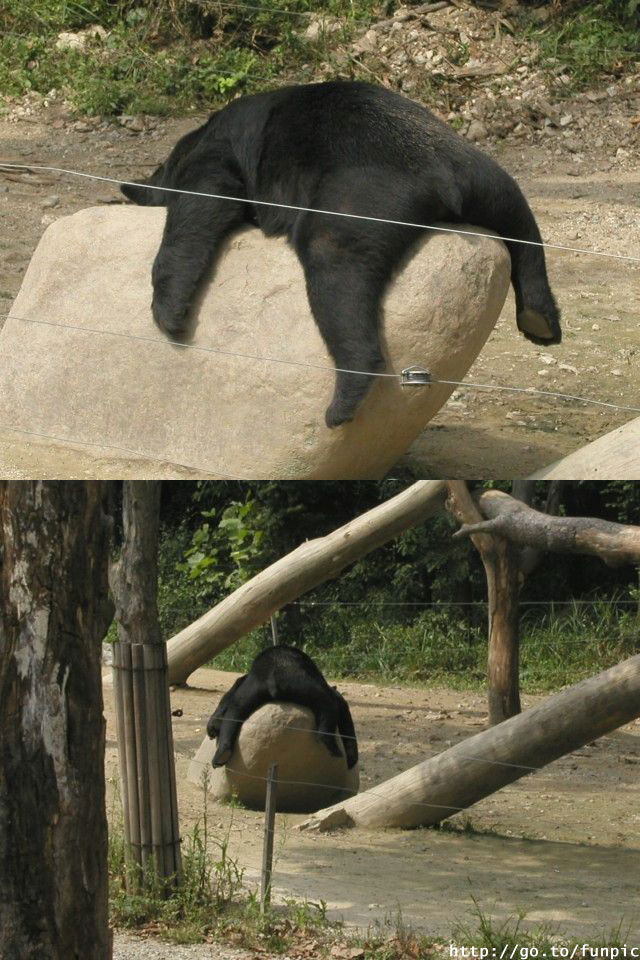 Зверьё на четверг