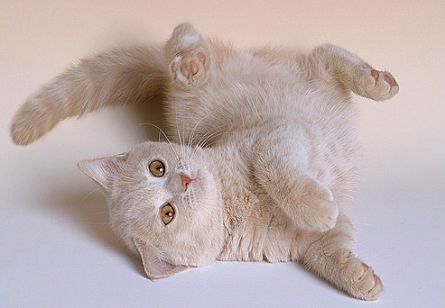 А вот и котовторник!