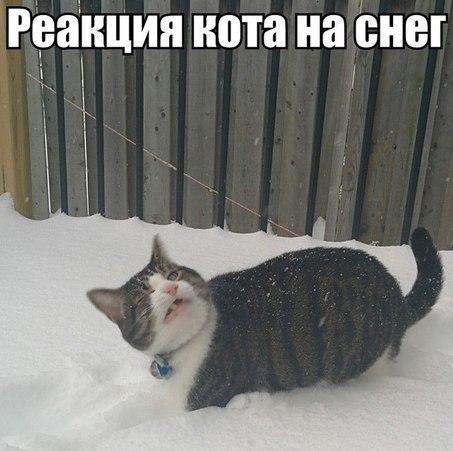 Коты и Кошки