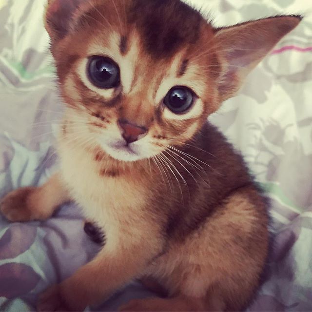 Осеннему котовторнику быть!