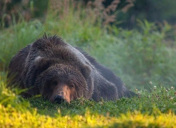 Живность из сети