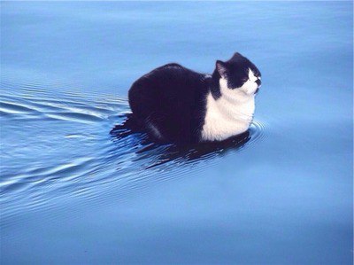 Коты и Кошки