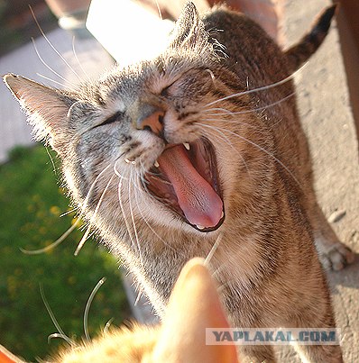 Котовторник на ЯПлакалъ (20.05.08), прикольные коты, добавляем свои!