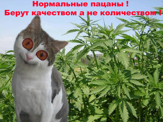 О майн КОТ!