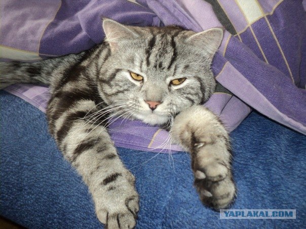 Последний Котовторник... октября :)