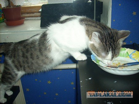 Котовторник 1.02.2011