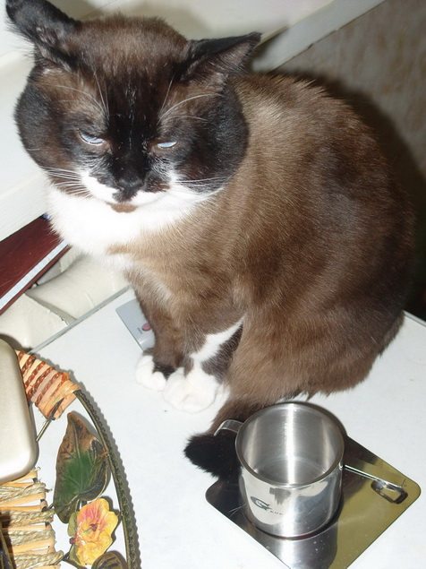 Котовторник с Кузей
