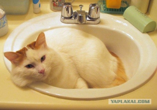 Котовторник 20.12.2011