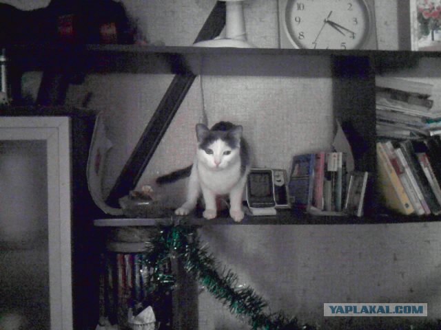 Котовторник 17 января
