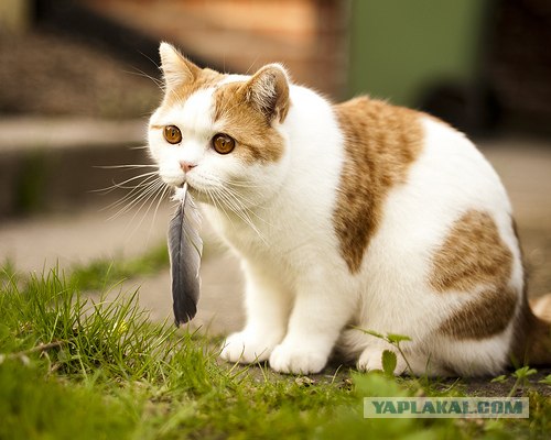 Котовторник! 13.03.2012
