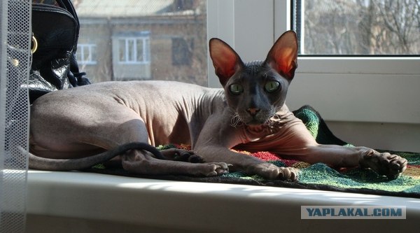 Котовторник 27.03.2012