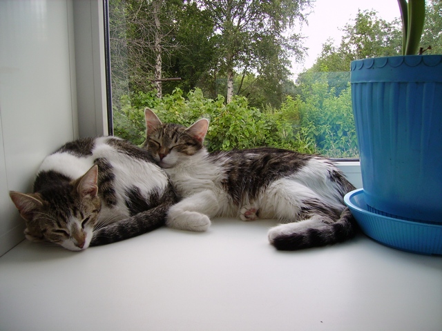 Котовторник 24.04.2012