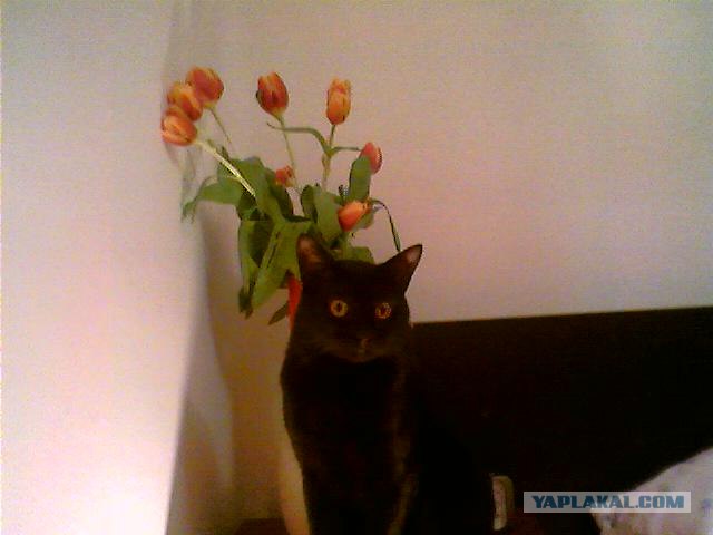 Котовторник (15.05.2012)