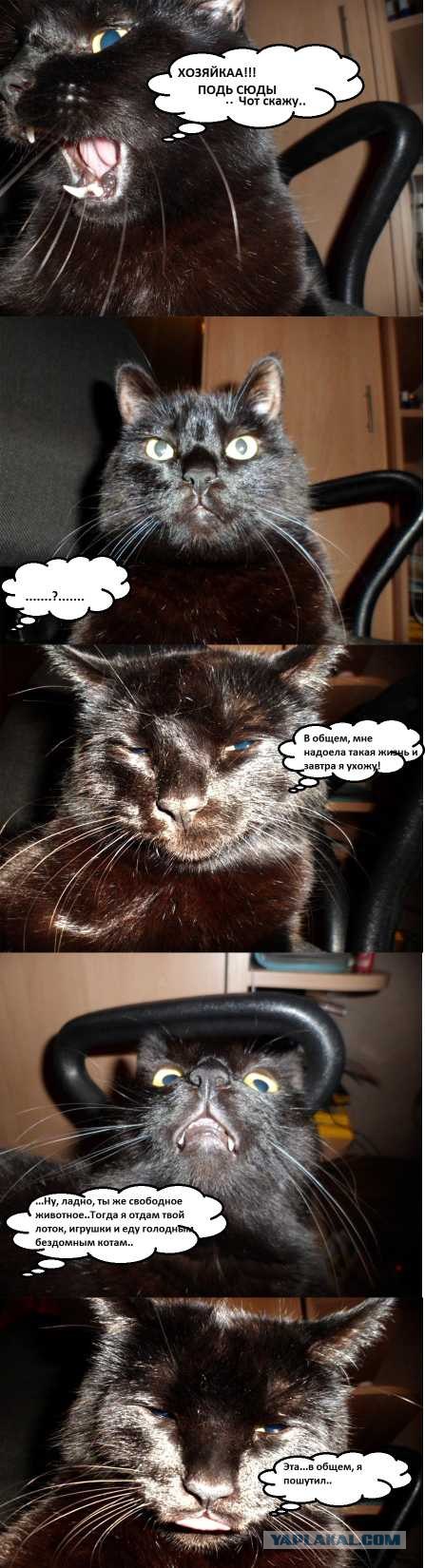 Котовторник ( 23.10. 2012. )