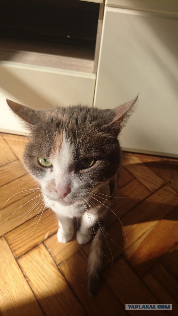 А вы разговариваете с котом?