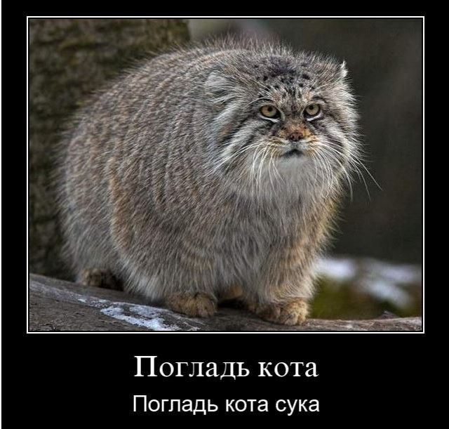 Котаны...