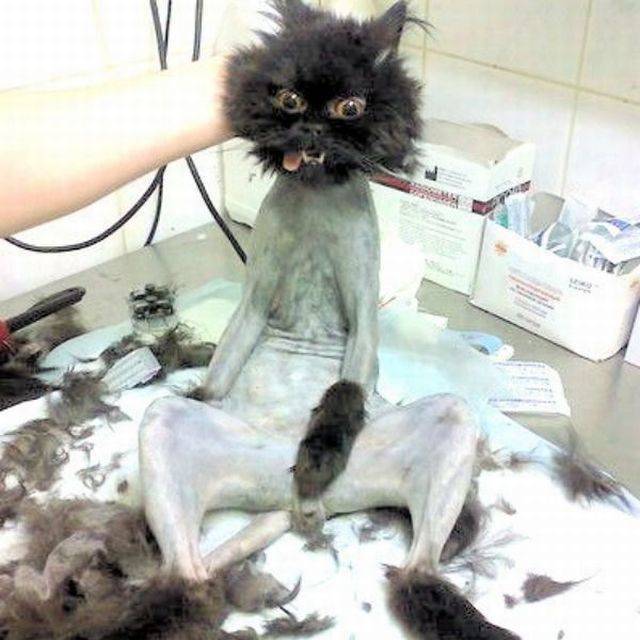 Нифинасебе! И другие выражения лиц