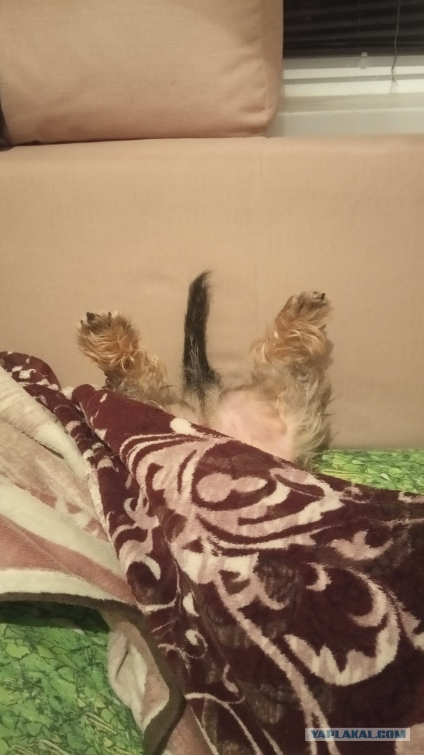 Собакочетверг. Нам сегодня 7 лет!