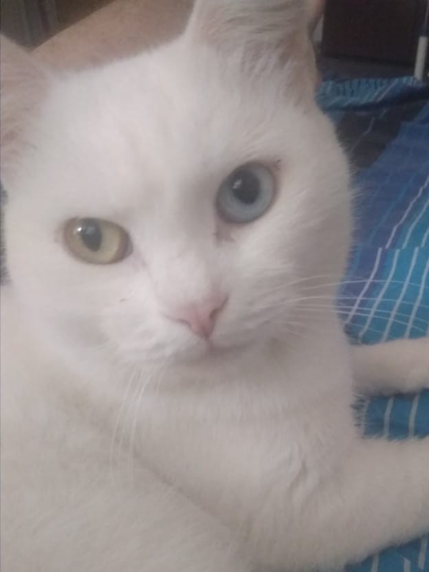 Котовторник