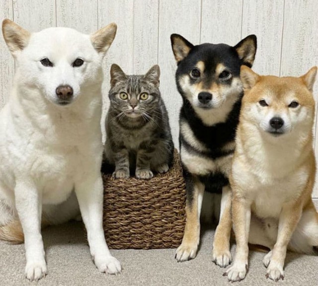 Очаровательная кошка думает, что она собака, как и сиба-ину, с которыми она живёт 11 фото