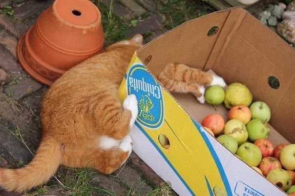 Чуток картинок не про вирус  18.0.  Животные