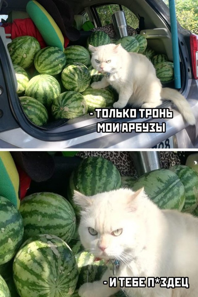 Немного картинок."Колбасный ветер". Август