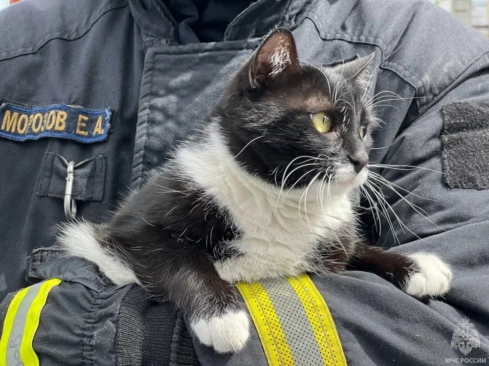 Первый в России отряд кошек-пожарных сформировали в МЧС - ЯПлакалъ