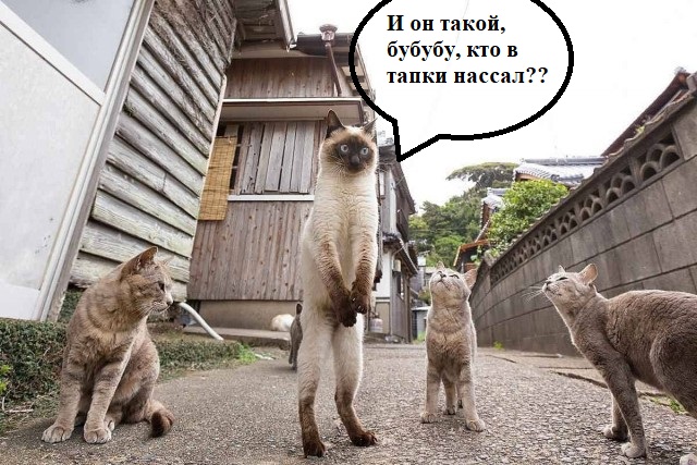 В Лондоне прошел ежегодный фотоконкурс «Comedy Pet Photography Awards»
