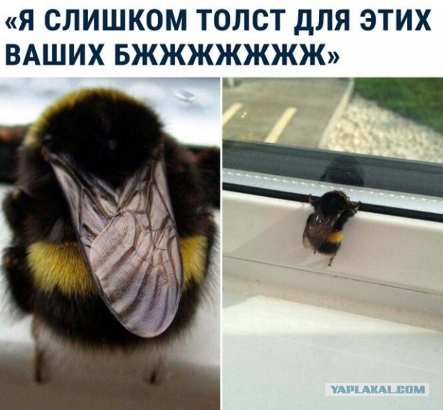 Это «ж-ж-ж» — неспроста!