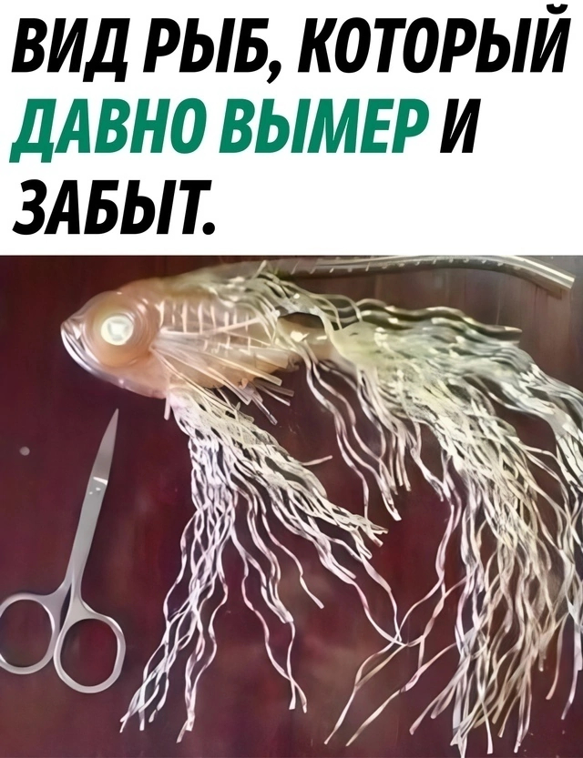 Веселые картинки к пятнице (27.09)