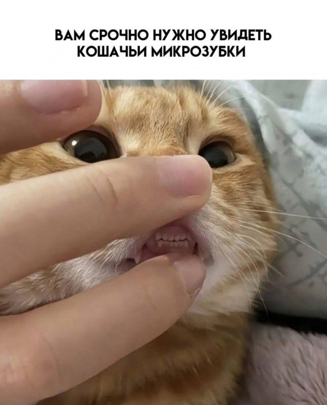 К котовторнику: подборка картинок-баянов с котиками и про котиков. Выпуск 11