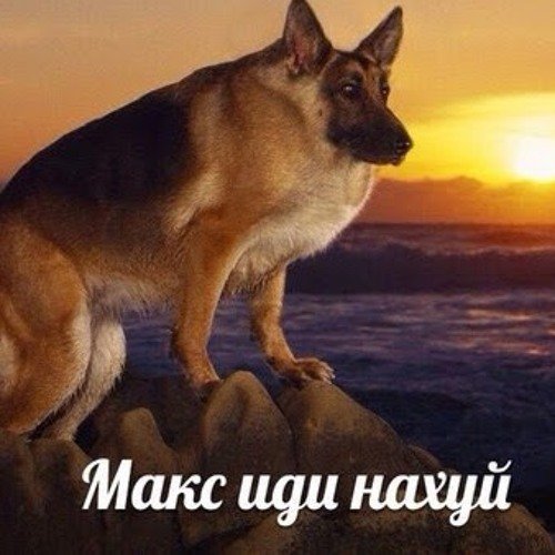 Мошенники в Максе
