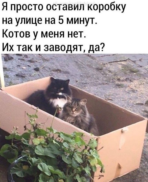Друзья, как приручить котяру? Дикого.