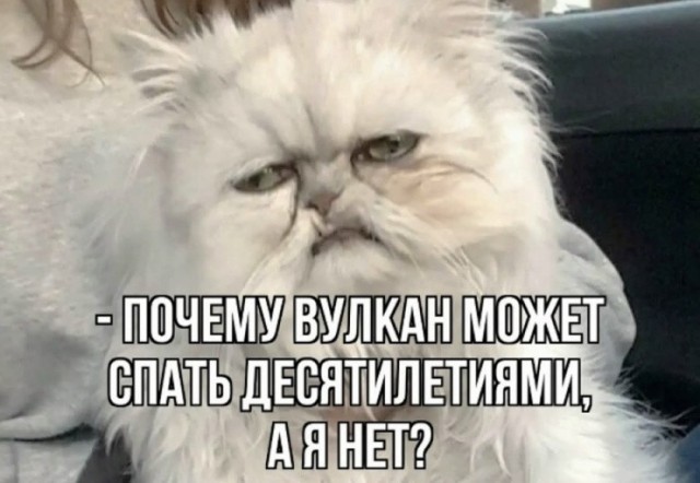 К котовторнику: подборка картинок-баянов с котиками и про котиков. Выпуск 43.