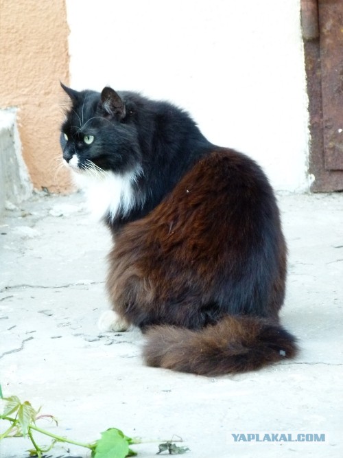 Котовторник 03.09.2013