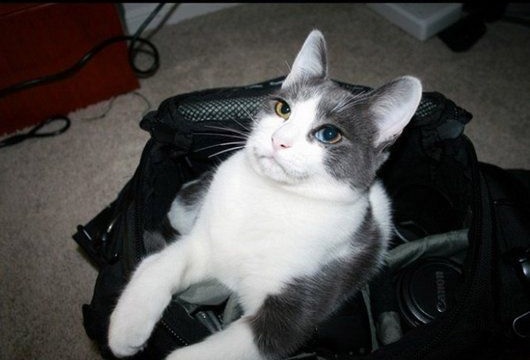 Невыразительные коты